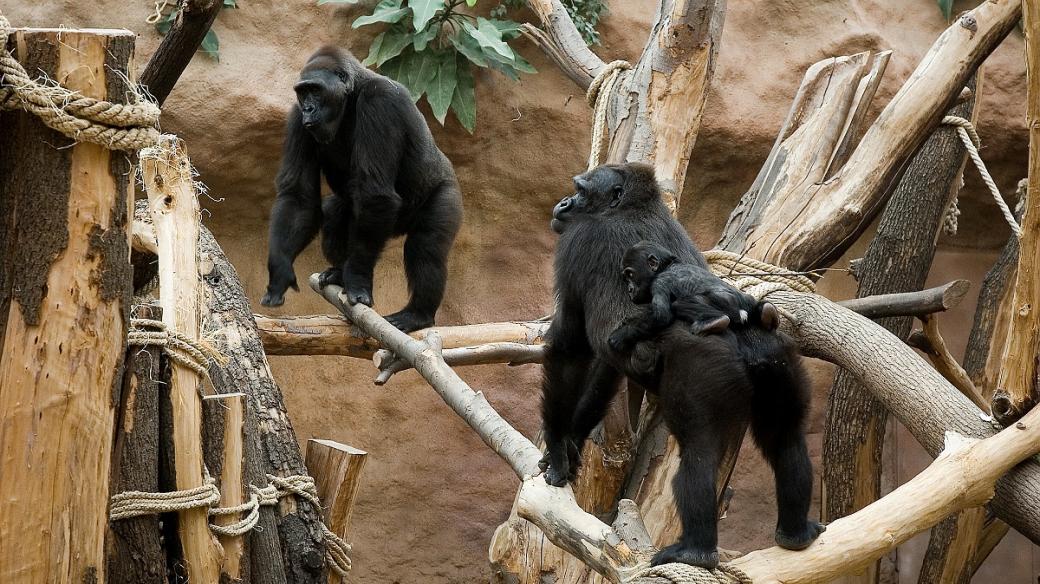 Gorily v pražské ZOO