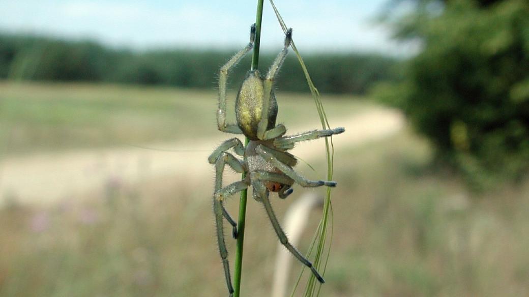 Zápřednice jedovatá (Cheiracanthium punctorium)