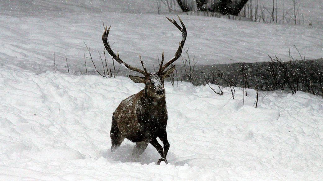 Jelen se brodí sněhem v Národním parku Šumava