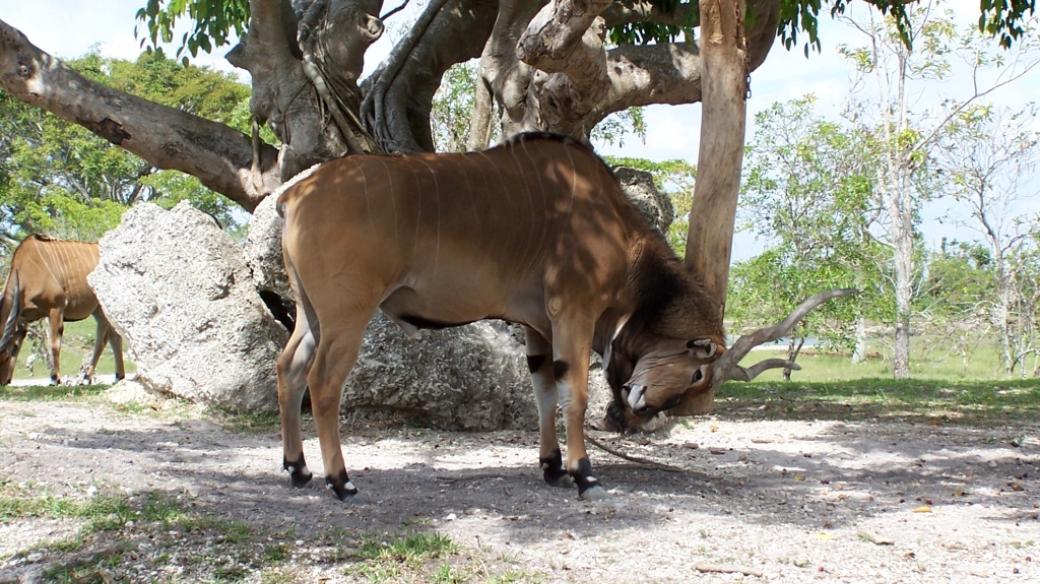 Antilopa Derbyho