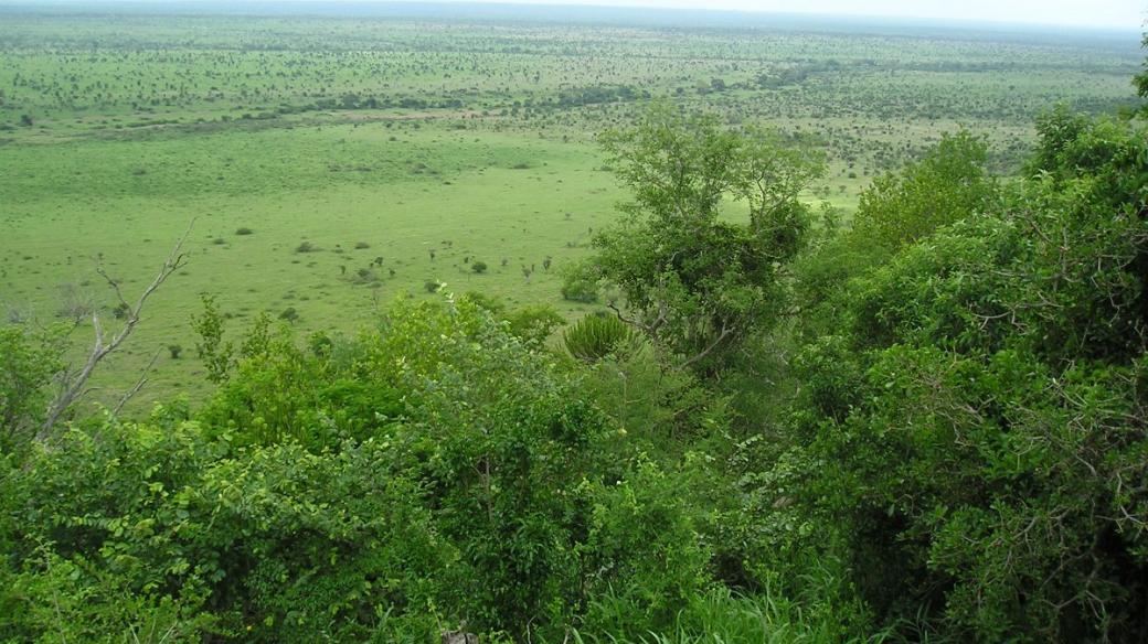 Vlhká jihoafrická savana je přechodným domovem řady Evropanovi známých ptačích druhů. Ťuhýk obecný (Lanius collurio) patří místy k nejhojnějším ptákům