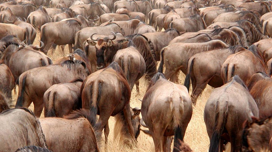 Stádo pakoňů žíhaných v oblasti Ngorongoro v Tanzánii