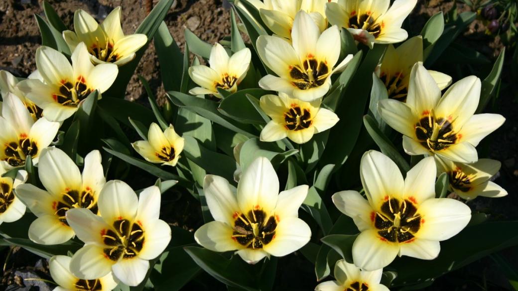 Tulipán greigii "Chopin" (Tulipa greigii Chopin)