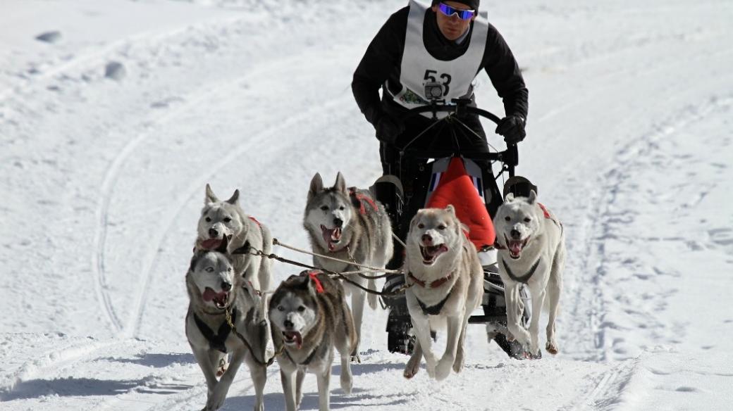 Psí spřežení, husky, mushing, musher