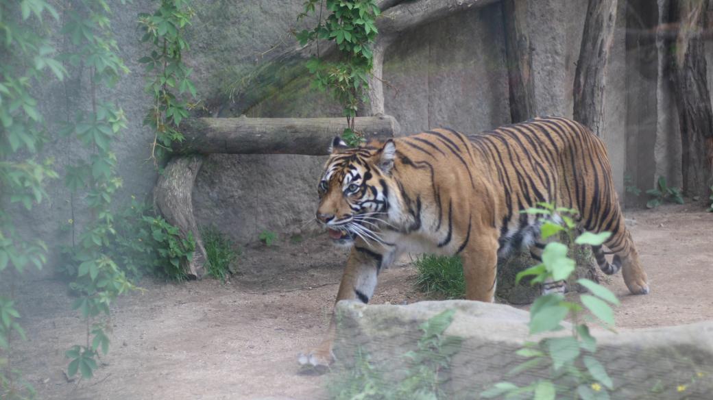 Tygr sumaterský, ZOO Jihlava