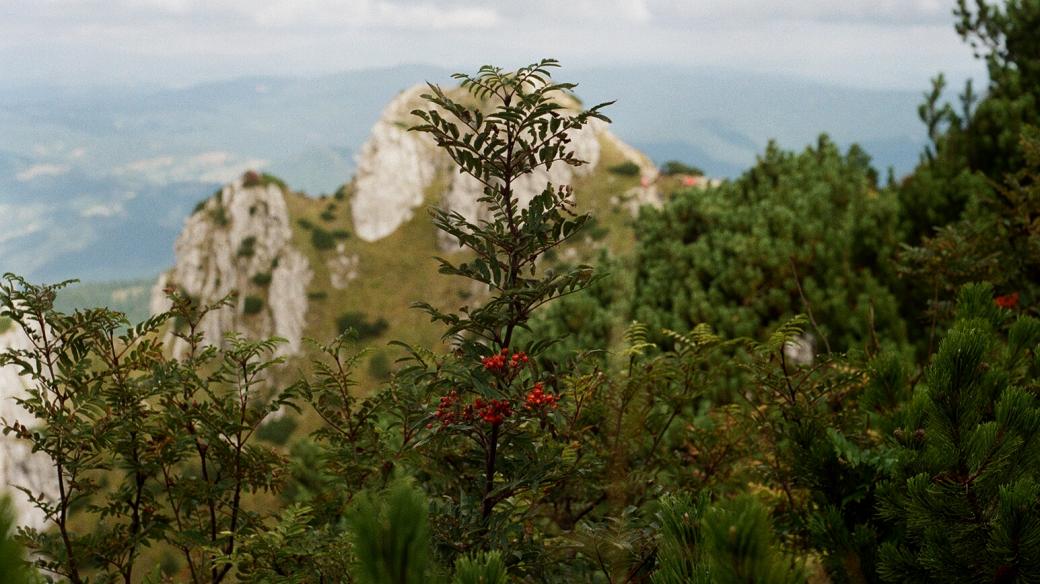 Les - Malá Fatra 