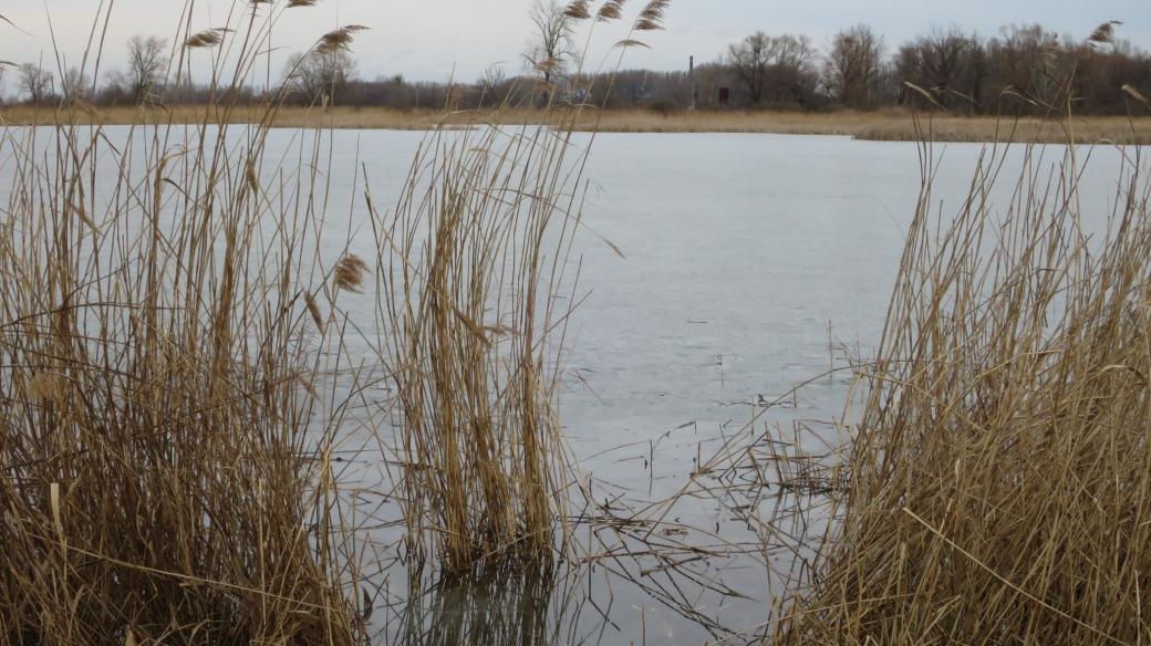 Přírodní park tvoří nejen samotné rybníky, ale i lužní les Filena, Zámeček, periodické tůně a mokřadní louky