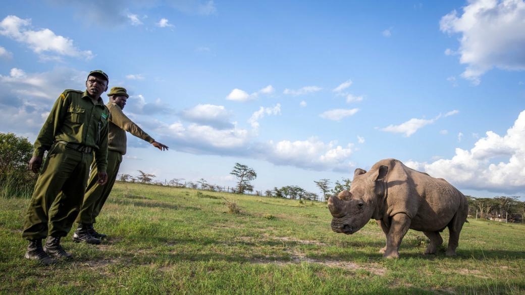 Nosorožec tuponosý severní Sudan