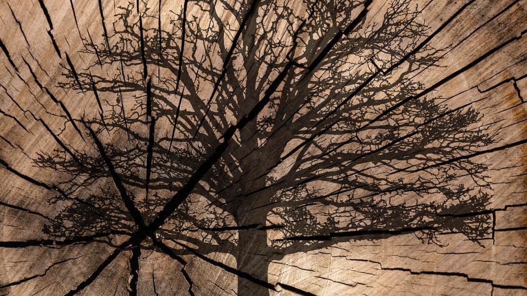 Letokruhy, dřevo a strom (ilustrační foto)