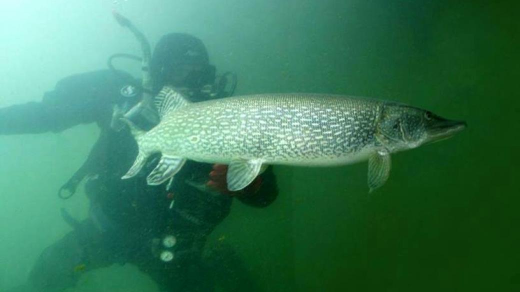 Život pod hladinou českých vodních nádrží zkoumají hydrobiologové z Biologického centra Akademie věd