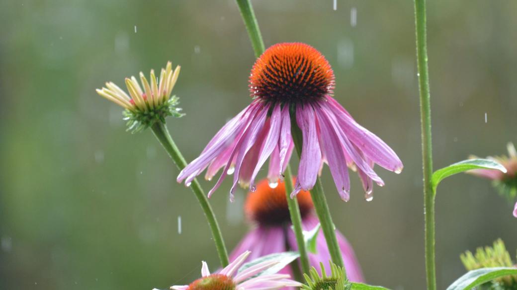 Echinacea purpurea