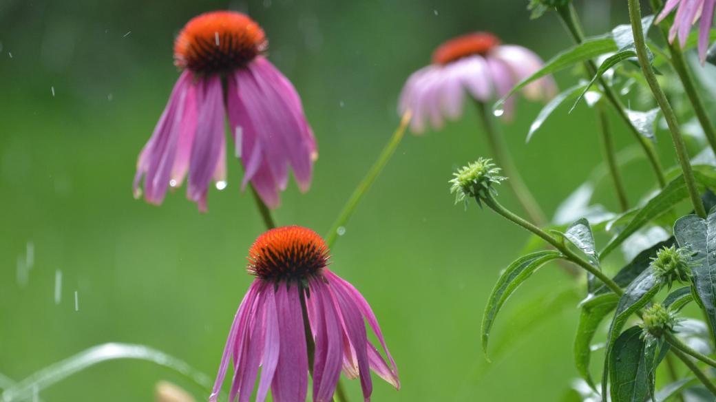 Echinacea purpurea