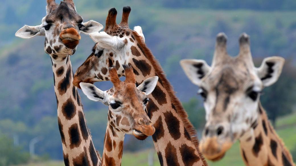 Africká savana a žirafy