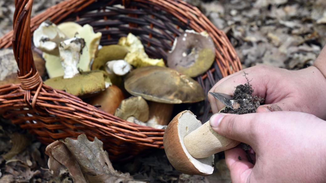 Mezi houbaři oblíbený hřib dubový (Boletus reticulatus)