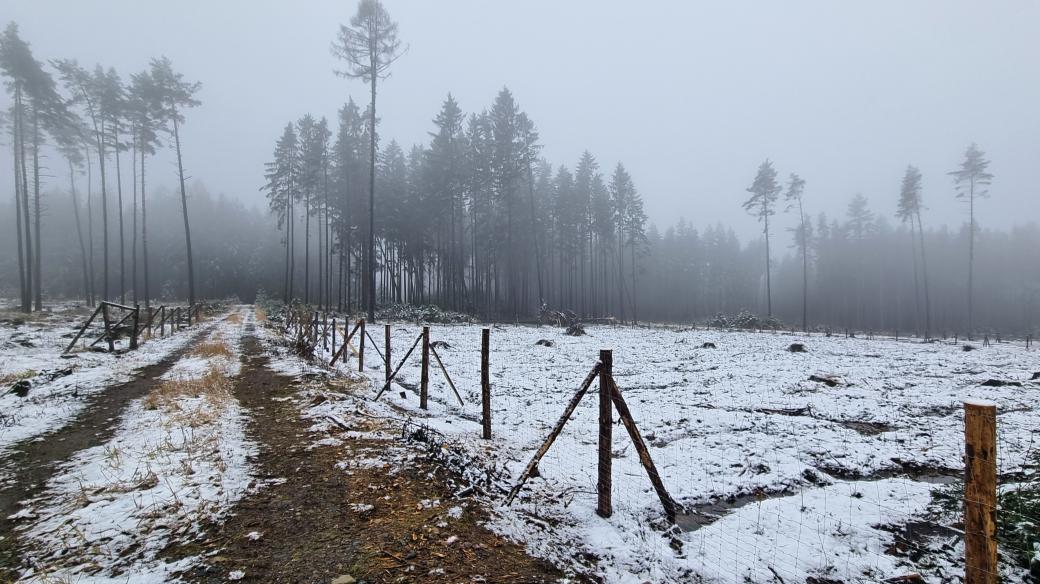 Holiny po kůrovcové těžbě jsou na řadě míst už zase osázené