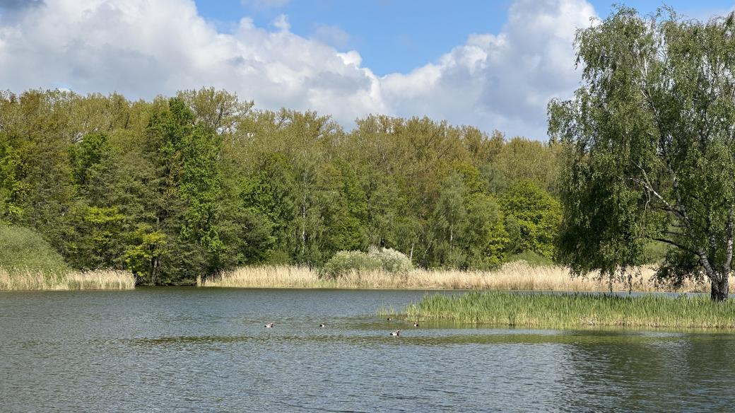 Na Bohdanečském rybníku uvidíte třeba zrzohlávky rudozobé