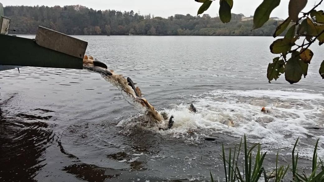 Vysazování ryb v Plzeňském kraji