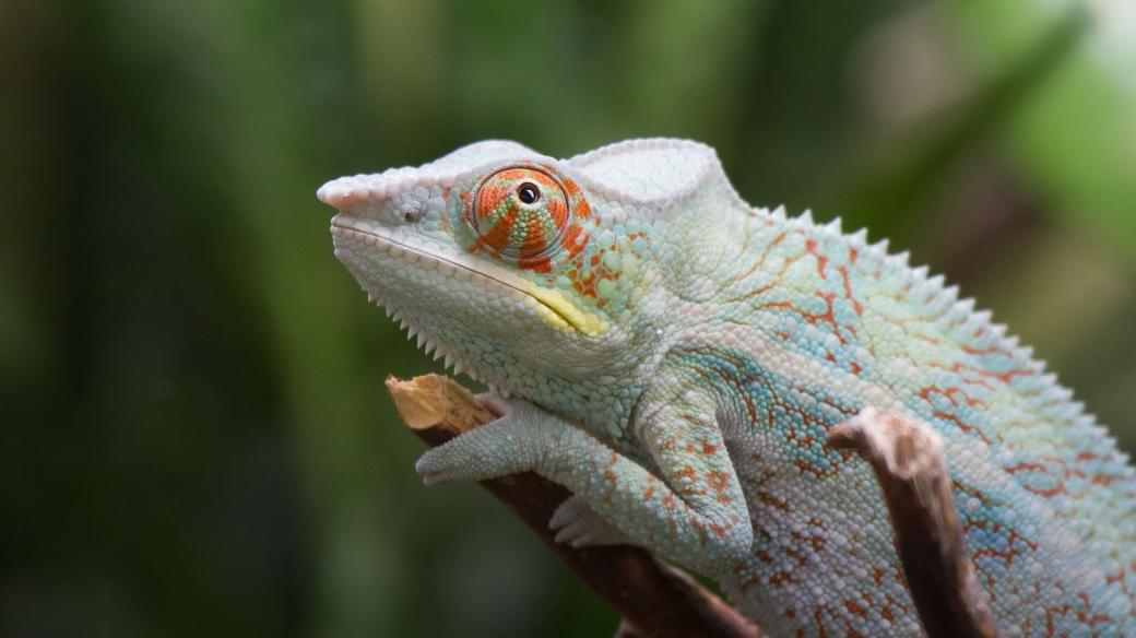 Novinky Madagaskaru a Konga v Safari Parku Dvůr Králové