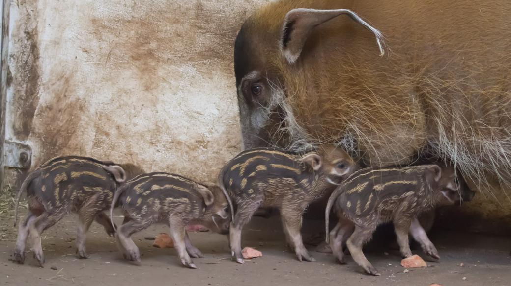 Safari Park Dvůr Králové se chlubí čtyřmi mláďaty štětkouna afrického