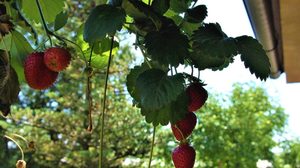 Převislé jahody můžete pěstovat na balkóně