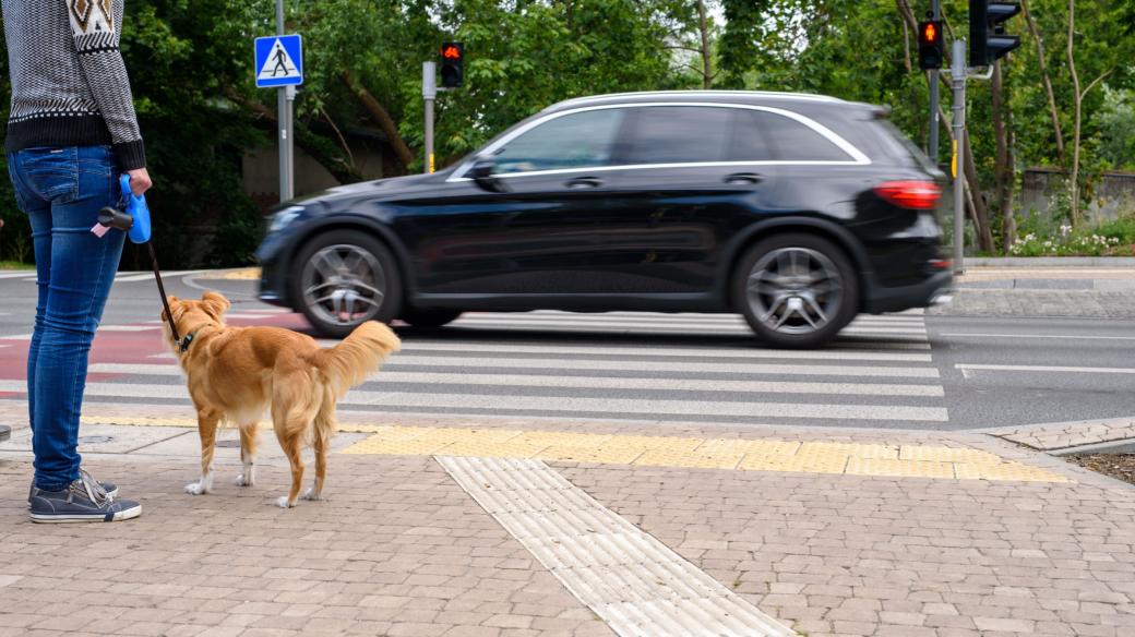 Člověk se psem na vodítku čeká před přechodem pro chodce