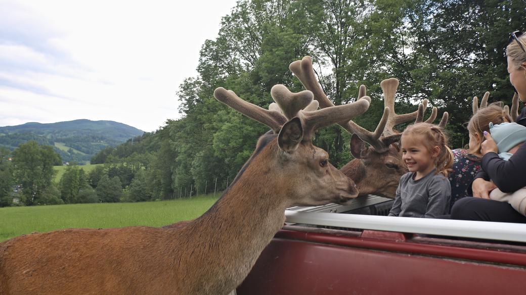 Jelení safari v Dětřichově nad Jeseníkem