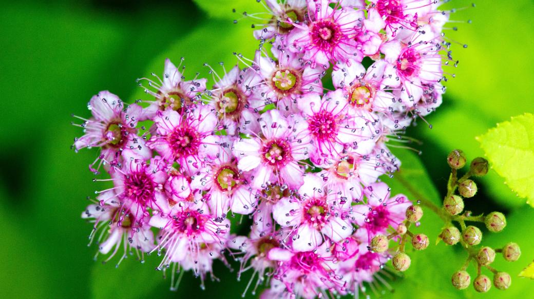 Tavolník japonský (Spiraea japonica)