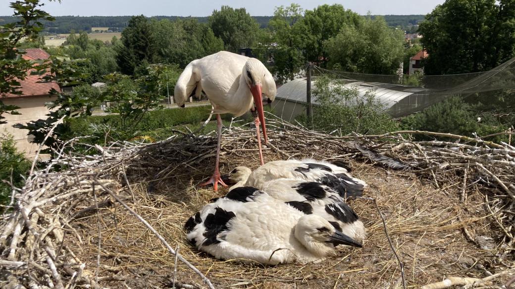 Kroužkování čápů v Safari Parku Dvůr Králové