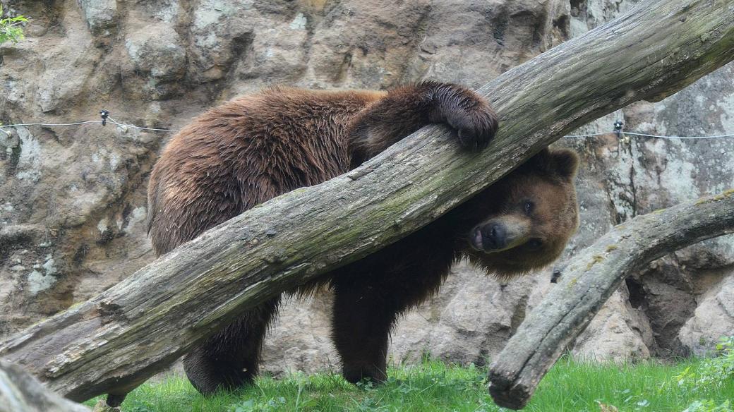 Medvěd kamčatský Bruno v děčínské ZOO