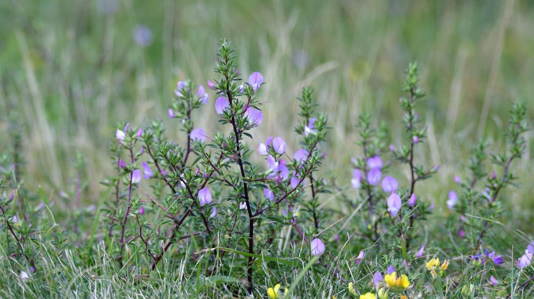 Jehlice trnitá (Ononis spinosa)