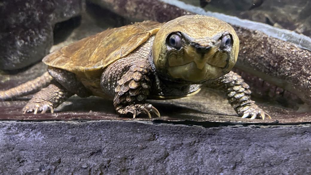 V plzeňské zoo je plno zajímavých živočichů