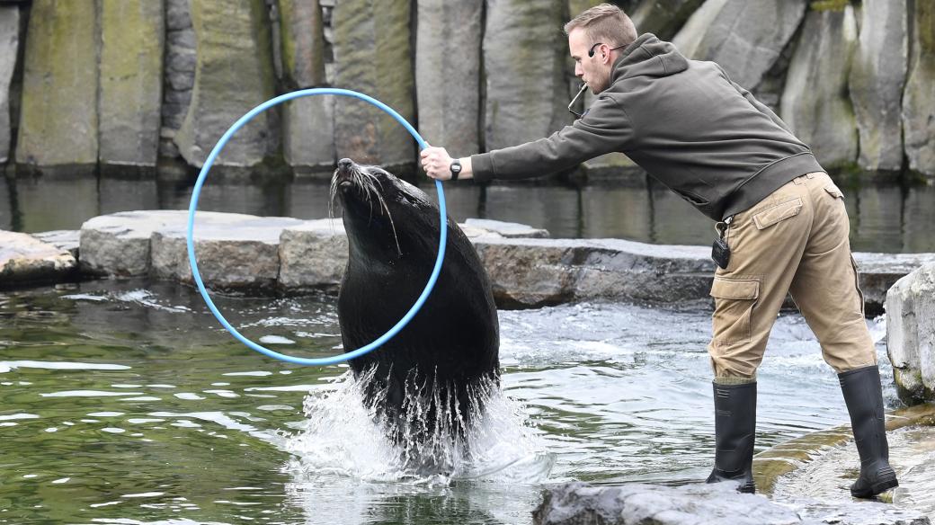 Výcvik lachtanů v Zoo Praha