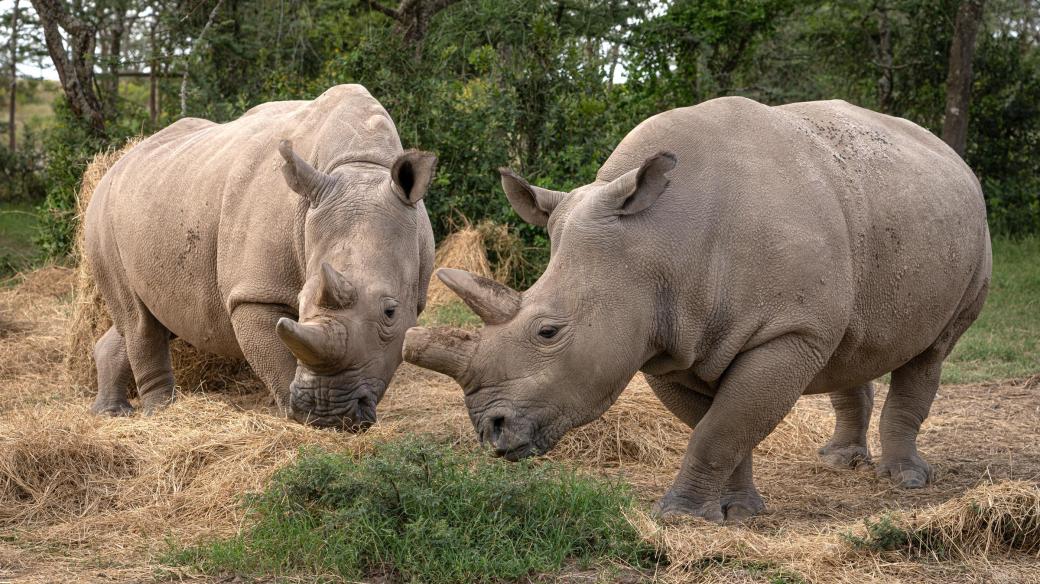 Fatu a Nájin ve výběhu v keňské rezervaci Ol Pejeta