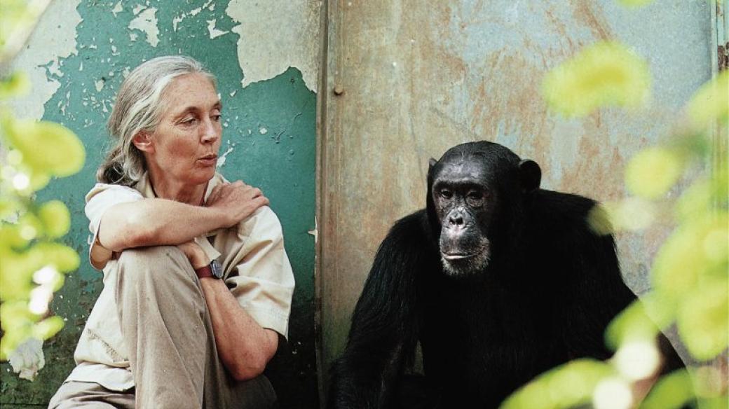 Doktorka Jane Goodall se šimpanzem Freudem v rezervaci Gombe