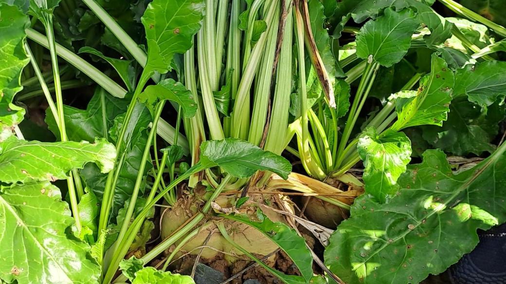 Sklizeň cukrové řepy