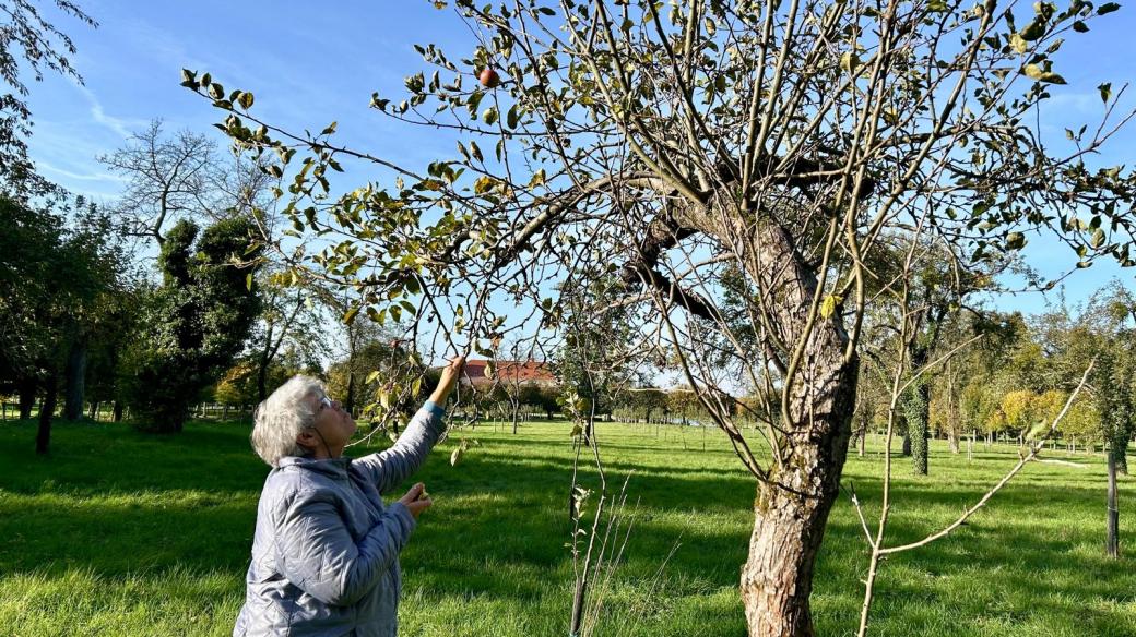 Historické zámecké sady kolem zámku v Holešově na Kroměřížsku, o starých odrůdách jablek se zahradnicí Vlastou Čablovou