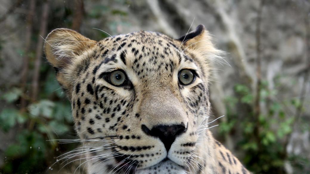 Levhart perský je jedním z druhů, na jehož reintrodukci se jihlavská zoo podílí