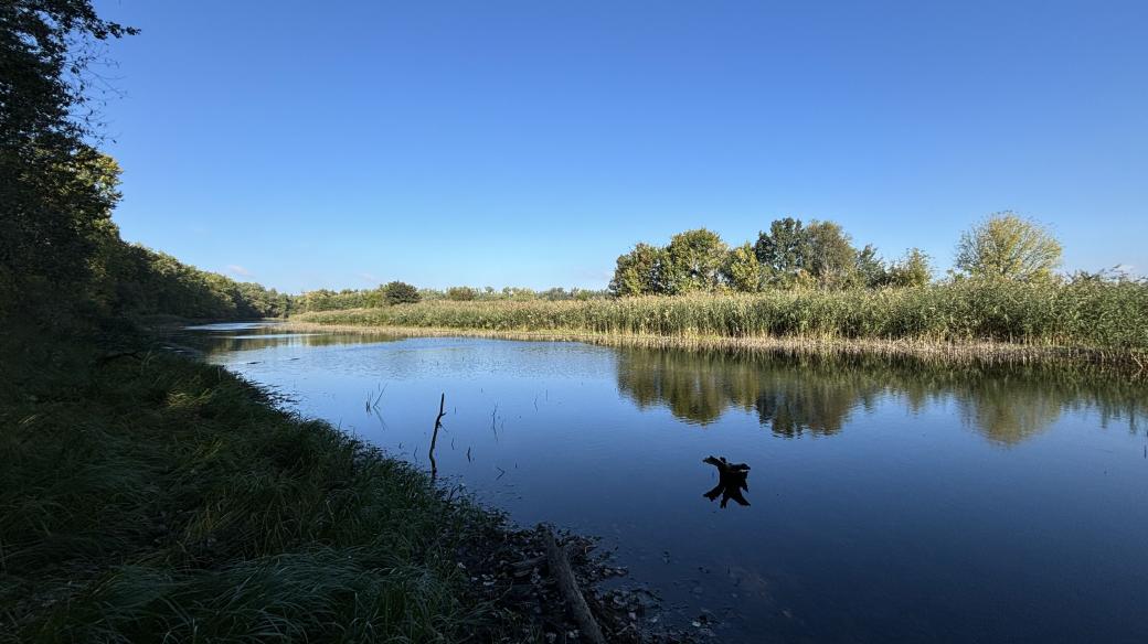 Slepé rameno Dněstru je domovem vodního ptactva