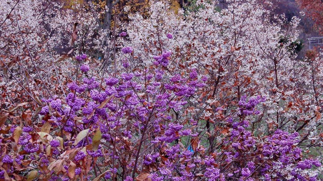 Krásnoplodka japonská (Callicarpa japonica Heavy Berry)