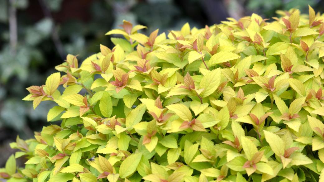 Spiraea japonica, tavolník, který lze dobře tvarovat a má zajímavou barvu