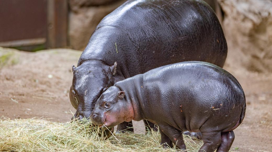 Moo Deng a její maminka v Khao Kheow Open Zoo