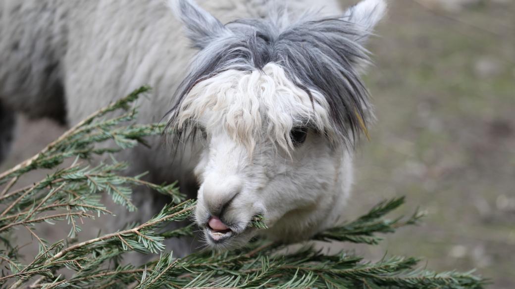 Na neprodaných vánočních stromcích si v jihlavské zoo pochutná spousta zvířat