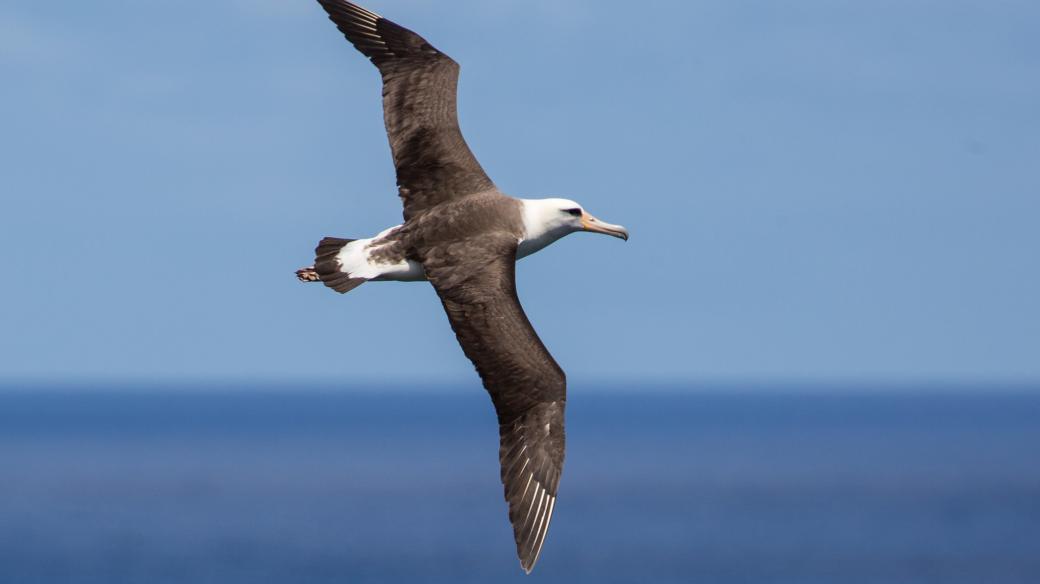 Albatros je obrovský pták