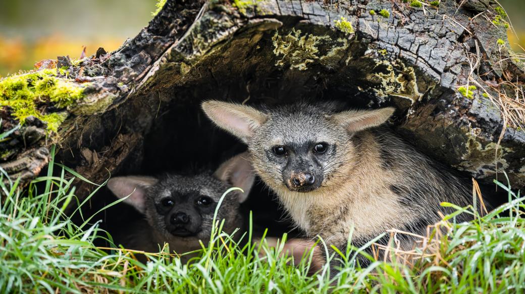 První česká mláďata raritních hyenek hřívnatých dělají radost chovatelům v Safari Parku Dvůr Králové