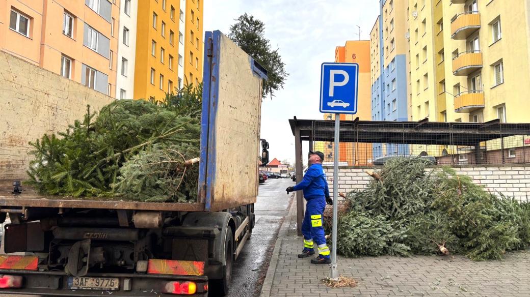 Svoz vánočních stromků na sídlišti Máj v Českých Budějovicích