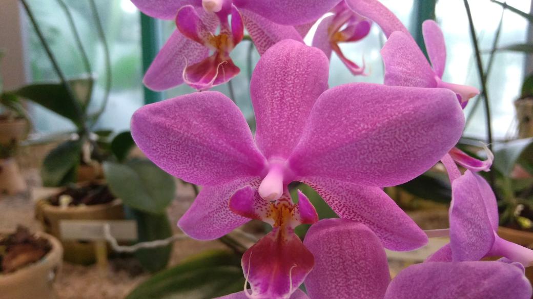 Botanická zahrada v Liberci hlásí, že v těchto lednových dnech kvetou orchideje