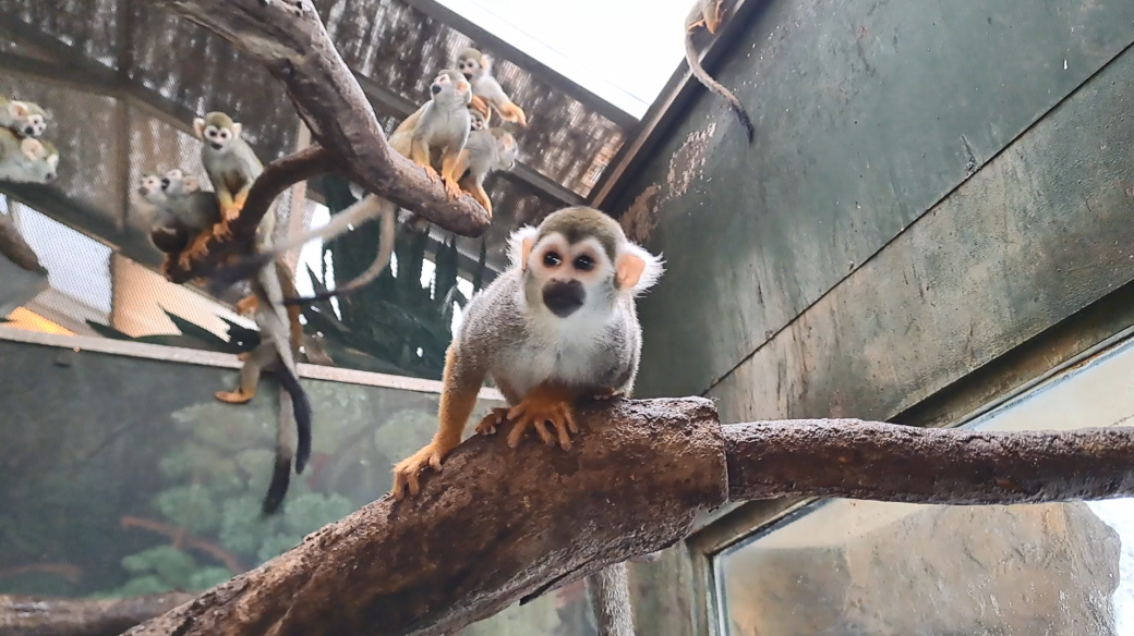 Kotulové veverovití v olomoucké ZOO