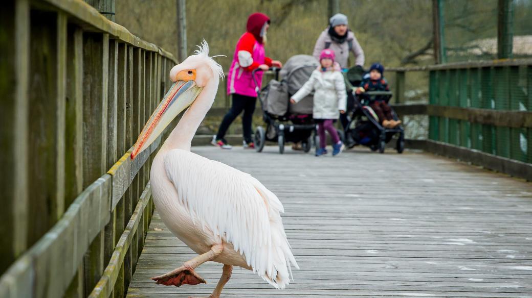 Pelikán v Zoo Hluboká