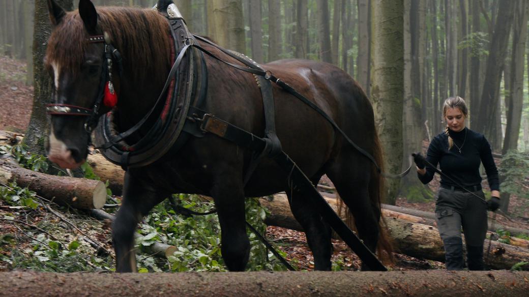 Zuzana vstává ve tři ráno, aby nakrmila koně