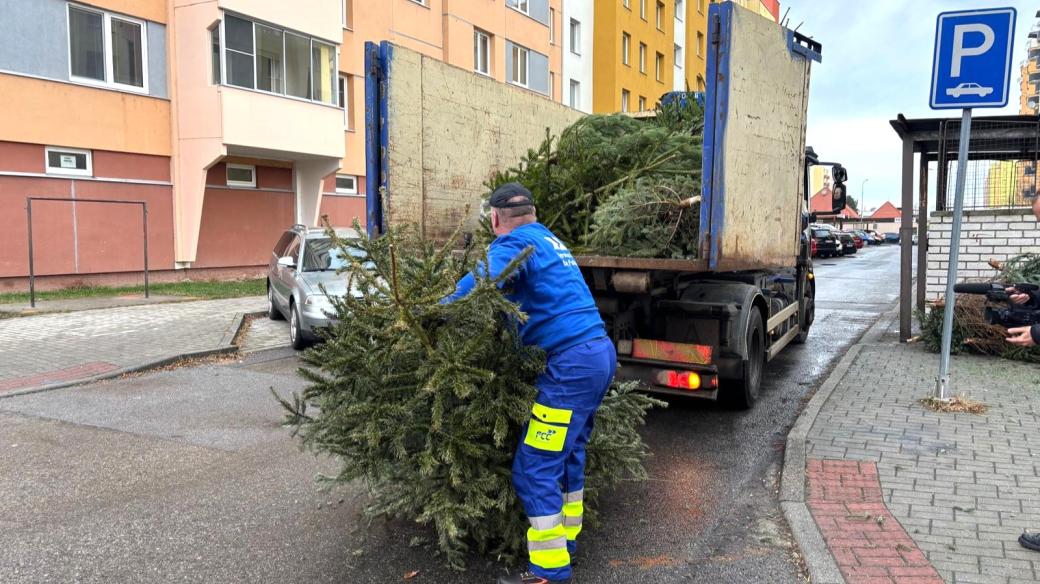 Svoz vánočních stromků na sídlišti Máj v Českých Budějovicích